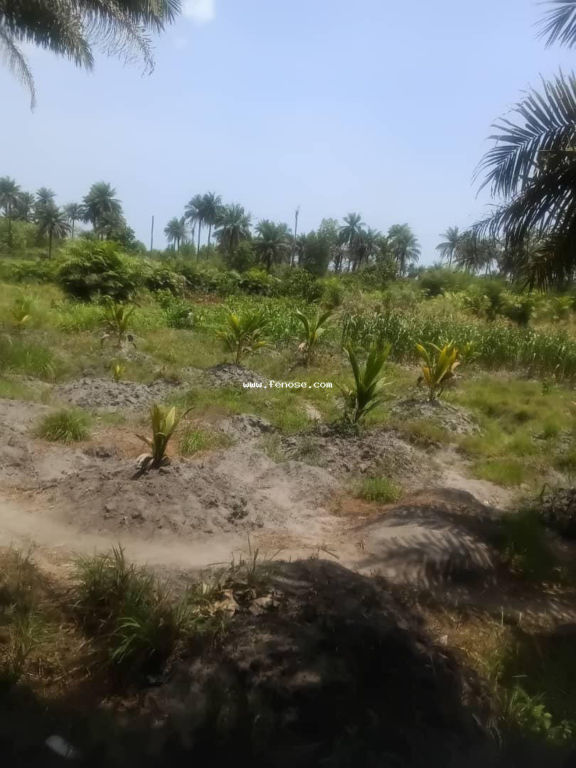 10 acre Flat Land for Sale after 4 Mile.
